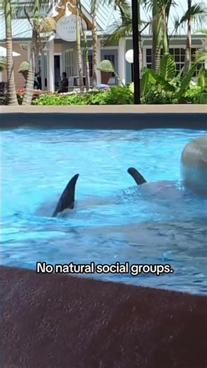 Born Into Captivity… For Entertainment 🐬💔