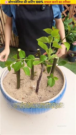 🌸Create a new bougainvillea plant for free #growth #cuttingskills #flowers