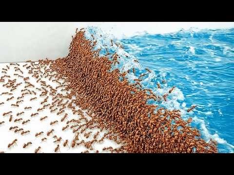 1000匹のアリ vs 自然災害
