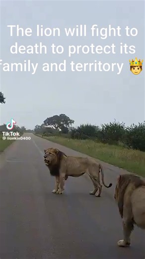 Why a Lion Will Fight to the Death to Protect Its Pride and Territory