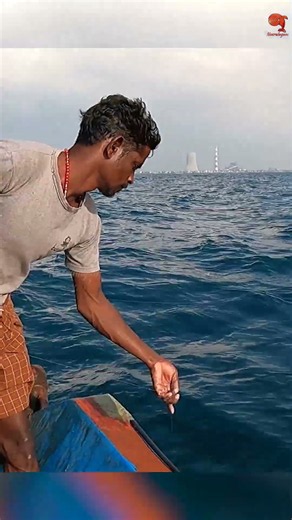 Barracuda Fishing with Squid Bait #fishing #fishingvideos #fishingtime