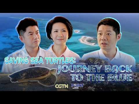 Saving sea turtles: The journey back to the blue