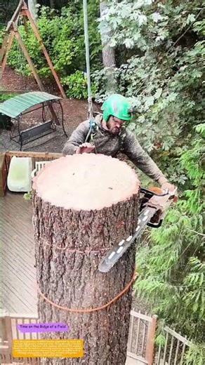 How Arborists Dismantle Giants Without Touching the Ground