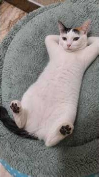 Cats Being Complete Derps 😹 #shorts #funny #cat