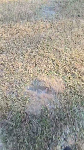 Man Puts Firecracker in Ant Bed and Regrets It