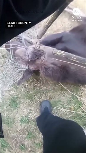 Utah sheriff's deputy rescues moose stuck in wire netting
