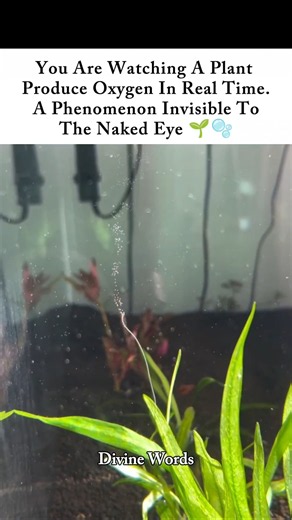 You Can Actually SEE a Plant Making Oxygen 🤯🌱 #naturemagic #naturefacts #oxygenplant