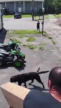 🐕💥🎥 Get ready to witness all the wildest cctv animal moments that 2026 has to offer!! ...
