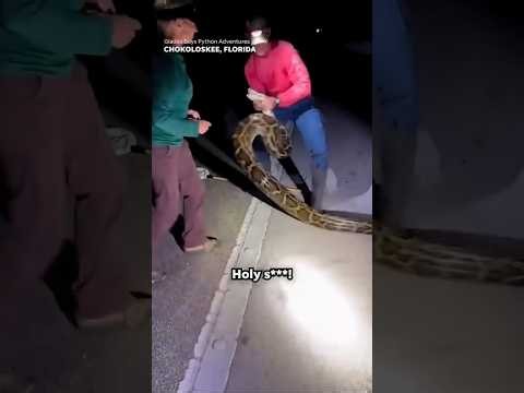 Python hunters wrestle 19-foot-long record-breaking snake #Shorts