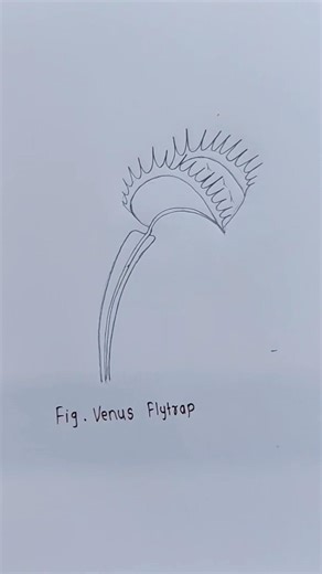 Venus Flytrap Diagram | Carnivorous Plant Explained 🌱 #shorts