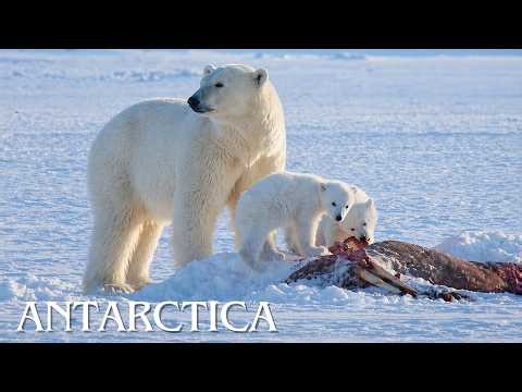 WILD ANTARCTICA | A Fragile Survival in the Eternal Ice | Animal Documentary