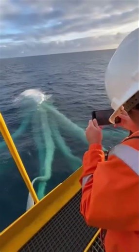 Giant Squid Spotted Off Oil Rigger