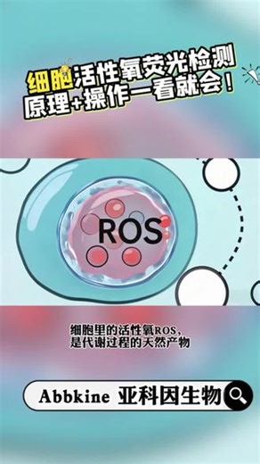 细胞活性氧荧光检测，原理 操作一看就会！#细胞 #ROS活性氧 #亚科因 #试剂盒 #细胞实验