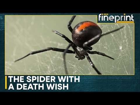 How A Gene Controls The Redback Spider's Death-Defying Leap | WION Fineprint