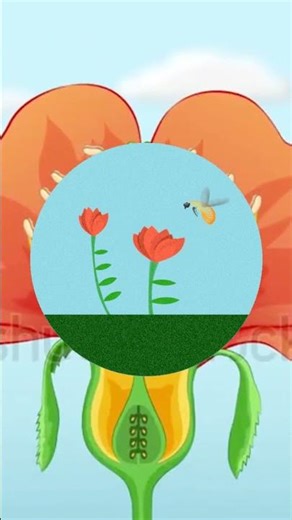 🌻 Learn Pollination in 1 Minute