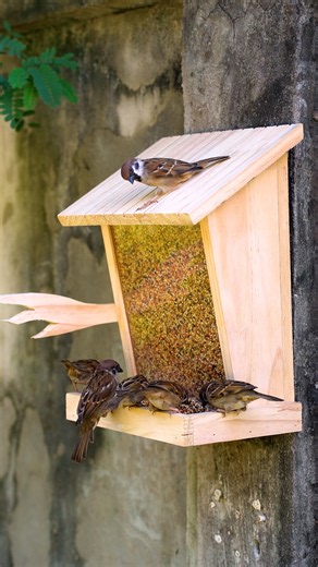 🏡🐦 Happy Birds Enjoying Their New Home! #birds #cute #nature