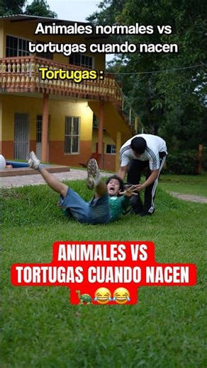 ANIMALS VS. TURTLES When They Are Born 😂🐢 #shorts