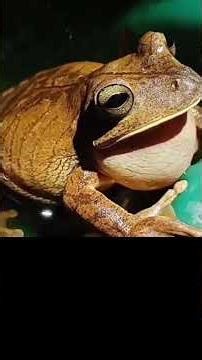 O canto do Sapo-martelo, Boana faber vocalizando #biologohenrique #animais #vocalização #biologo