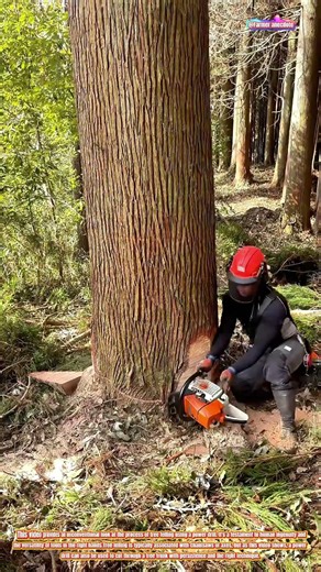 The Art of Tree Felling with a Power Drill