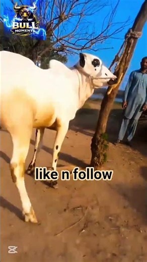 Powerful Racing Bull 🐂🔥 | Black & White Strong Bull in Action #Shorts