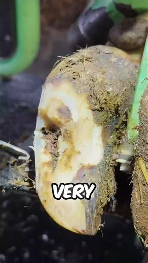 Treating a Painful 'White Line' Issue on a Cow's Hoof