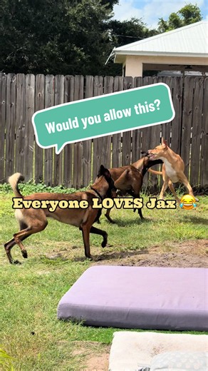 One dog vs. the entire pack. 😂🐺 To some, this looks like chaos. To others, it’s a game. But here’s the real question… How do you tell the difference between a dog who’s enjoying being chased and one who’s being overwhelmed? Curious what you see? 👀