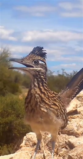 Exploring the Road Runner's Speed and Journey