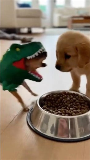 Chihuahua Dragon Bully Meets His Match – 1-Month Puppy Fights Back