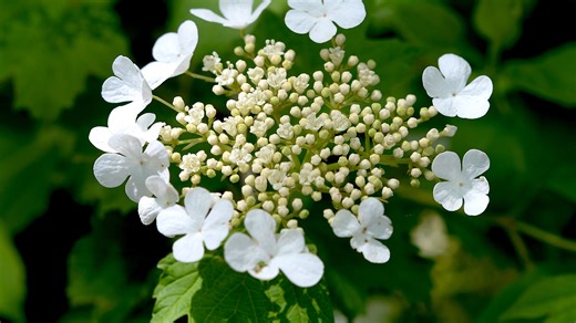 It's cold in Illinois. When does spring officially start?