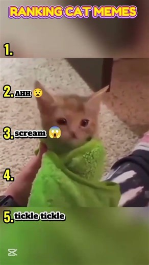 These cat memes get funnier each time… but #1 is insane 💀