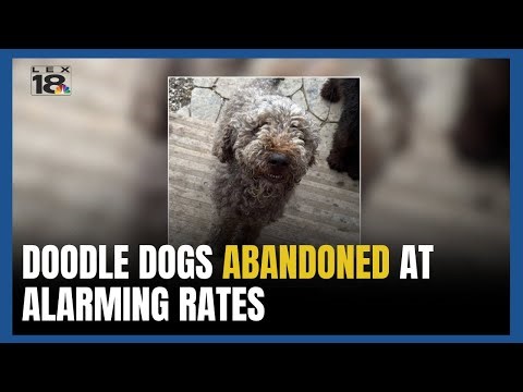 Doodle dogs abandoned at alarming rates as rescue shelters struggle with overcrowding