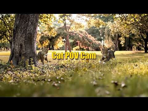 See the World Through a Cat's Eyes | Cat POV Cam Live