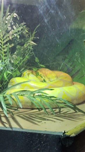 Forces 088 (Ball Python Hunting Methods)