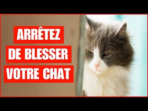 16 Choses Qui Brisent Le Cœur De Votre Chat Sans Que Vous Vous En Rendiez Compte
