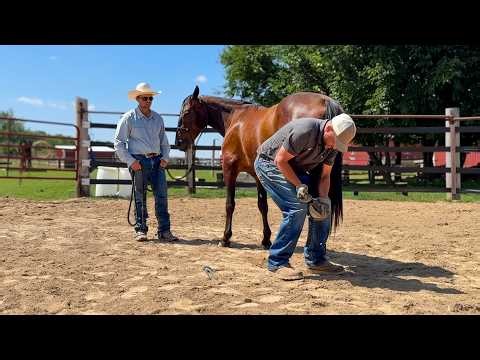 First Hoof Trim on a MUSTANG