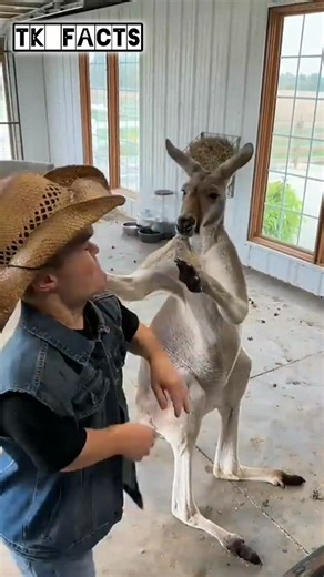 The Life of a Kangaroo in the Wild || #shorts