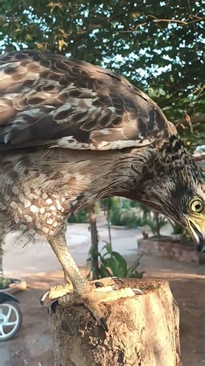 #Hawk #Eagle #Owl #Wildlife #Animal #EagleHawkOwl hawk vs snake, Owl vs snake fight, Eagle Vs Snake,