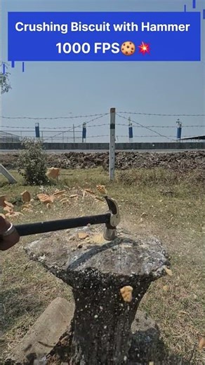 What Happens When a Hammer Hits Biscuits? 🍪🔨😱