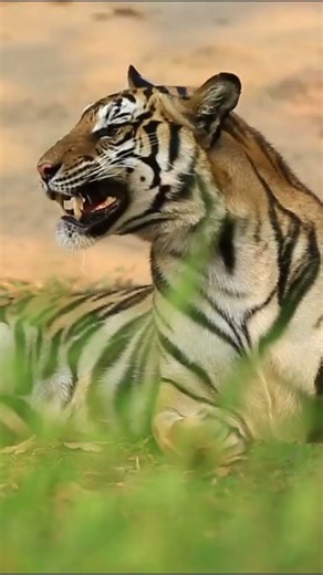 Tiger vs Lion, Who will win? #wildlife #animals #tigervslion