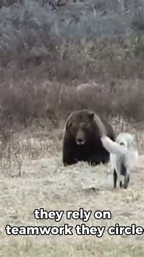Wolf Pack Challenges a Bear