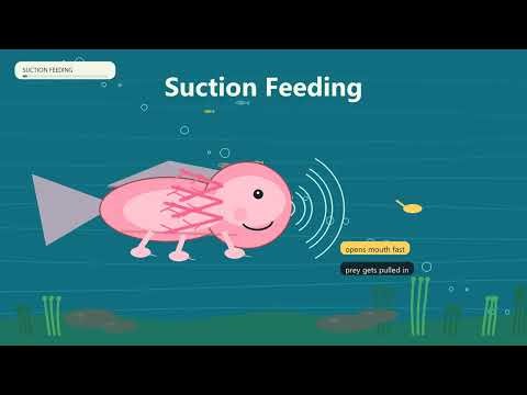 Axolotls: The Animal That Refuses to Grow Up