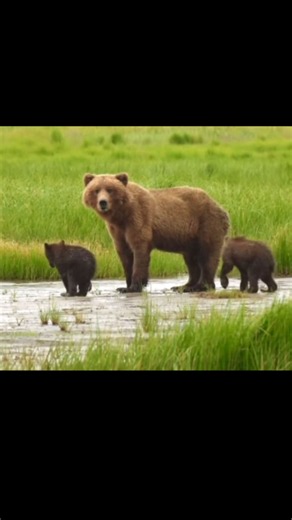 How brown bear cubs learn essential survival skills from their mother
