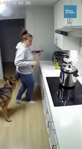 German Shepherd drags owner clear before pressure cooker explodes violently