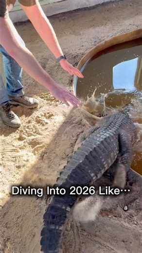 Diving Into 2026 Like…#shorts #alligator