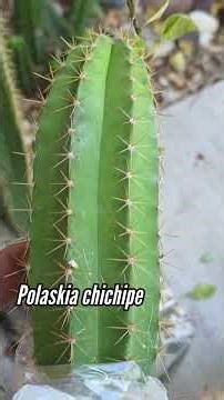 Losing My Sh*t Over the Order from Planet Desert