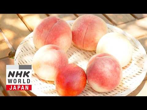 Peaches - Trails to Oishii Tokyo