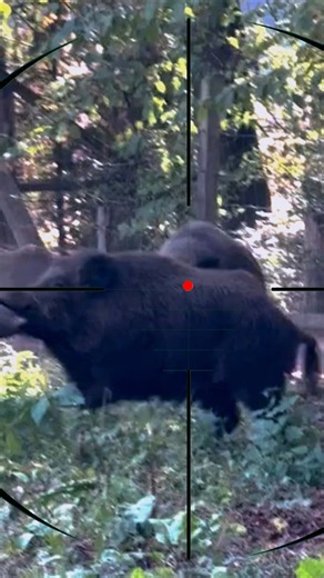 Wild Boar Hunting | Caccia al cinghiale | Caza de jabalí