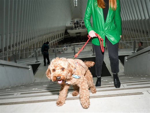 I got my cavapoo a fake service dog badge. He never got carded.