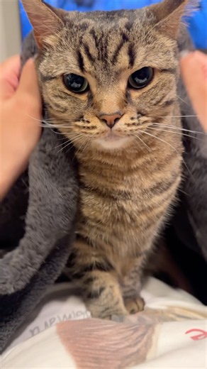 人間に捕まってしまった『ジェダイ』の猫...!! #cat #猫