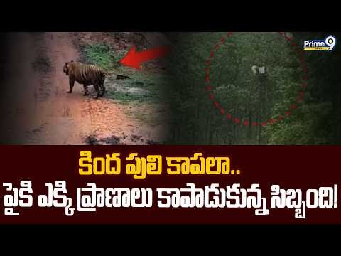 Tiger Incident Viral : కింద పులి కాపలా.. పైకి ఎక్కి ప్రాణాలు కాపాడుకున్న సిబ్బంది! | Prime9 News